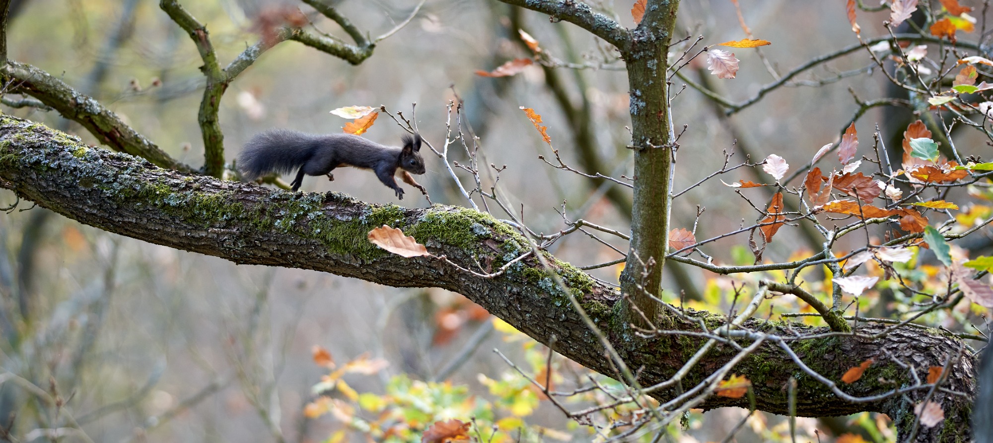 Schwarzes Eichhörnchen im Bodetal Harz
Wildtier