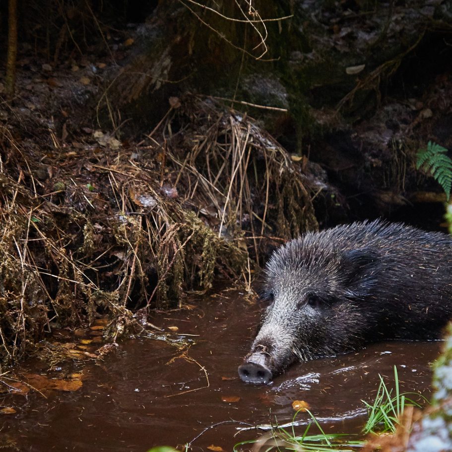 Wildschein harz, Bodetal, Nachsuche, Jagd, Jäger, Treibjagd, Wildtiere