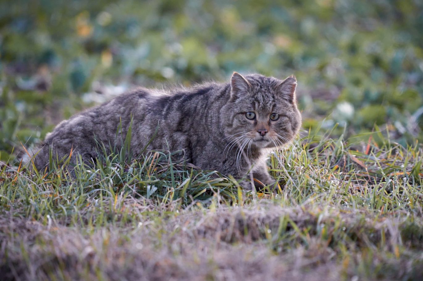 Wildkatze im Harz, Harzer Wildkatze, Wildtierfotografie, Luchs Harz